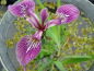 Preview: Iris versicolor Kermesina - rot-violette Sumpfschwertlilie